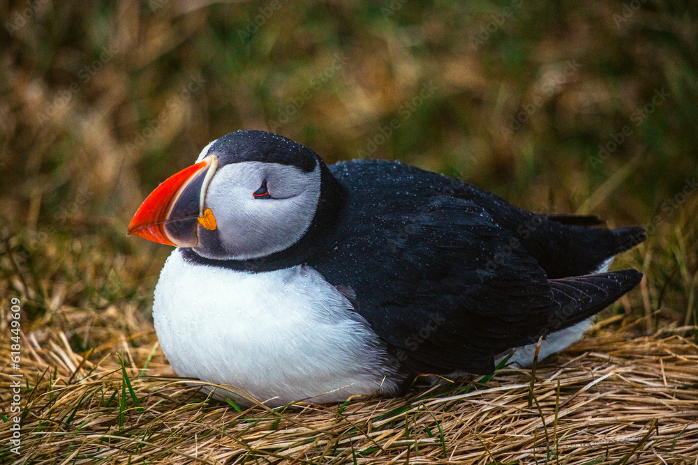 Naklejka premium Atlantic Puffins bird or common Puffin in ocean blue background. Fratercula arctica. Norway most popular birds.