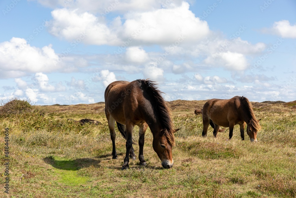 Obraz premium Two beautiful horses standing in a lush green field grazing peacefully