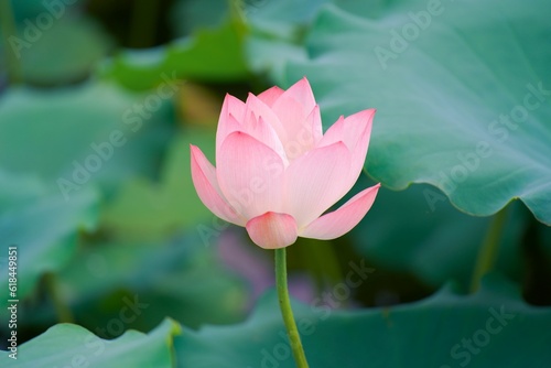 Closeup of a pink lotus flower growing in a lush garden setting, with large green foliage