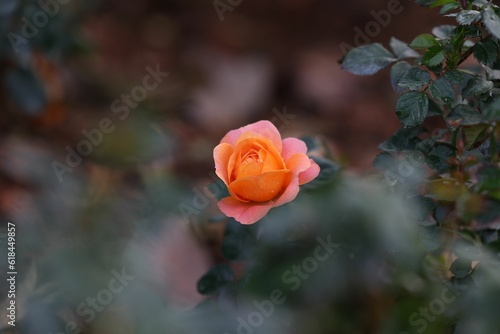Wallpaper Mural Vibrant pink rose stands out among lush green foliage in a garden setting Torontodigital.ca