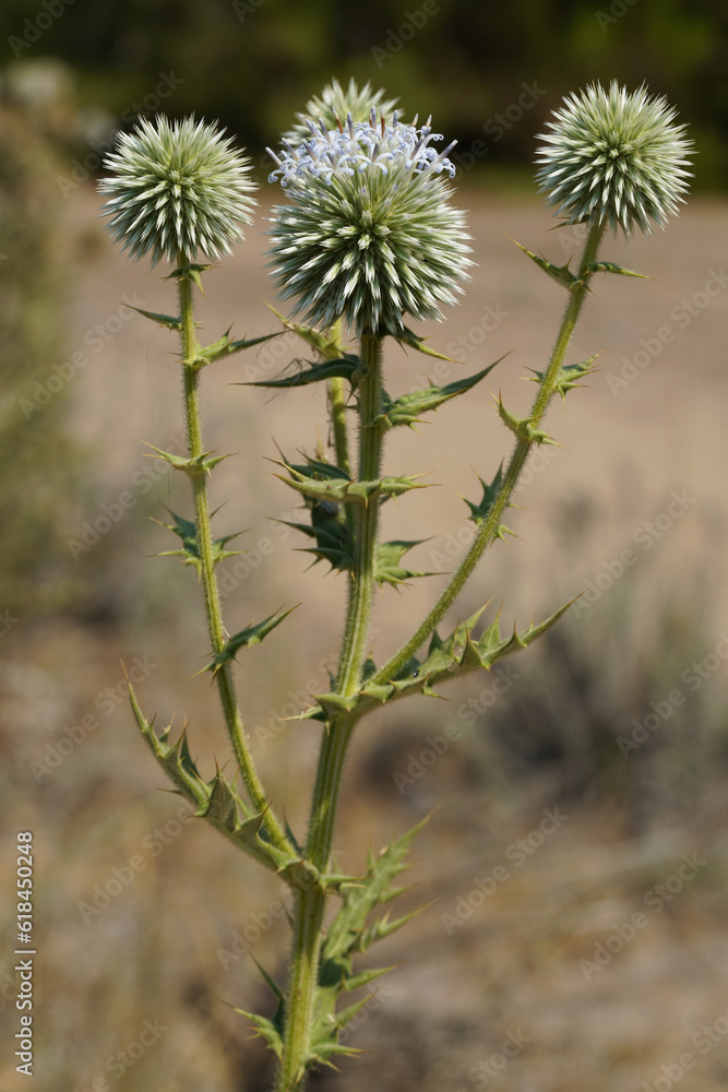 Mordovnik is a genus of perennial, less often annual, prickly herbaceous plants of the Asteraceae family