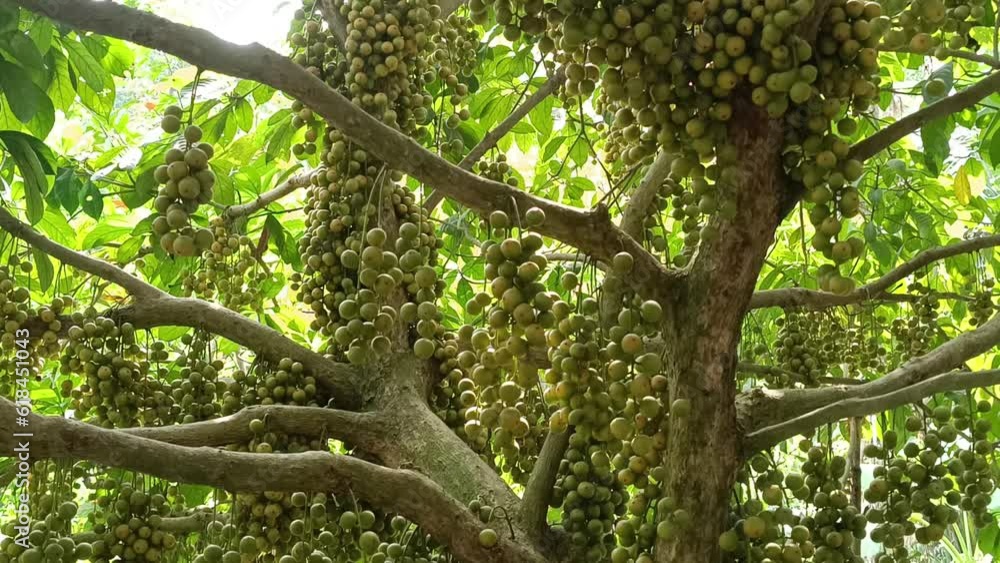 Mouth Watering fruits Rambai which called Lotkon in Bangladesh Mouth Watering fruits Rambai which called Lotkon in Bangladesh