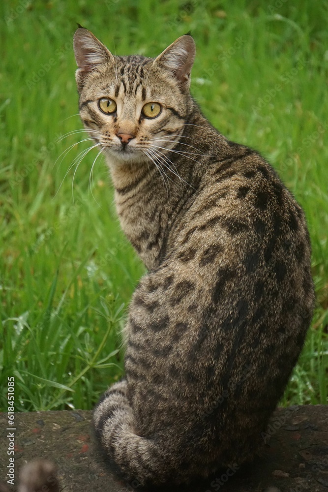 Adorable domestic cat perched in a lush green grassy field, looking around