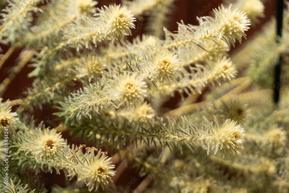 Closeup of swamp paperbark (Melaleuca ericifolia) plants Closeup of swamp paperbark (Melaleuca ericifolia) plants