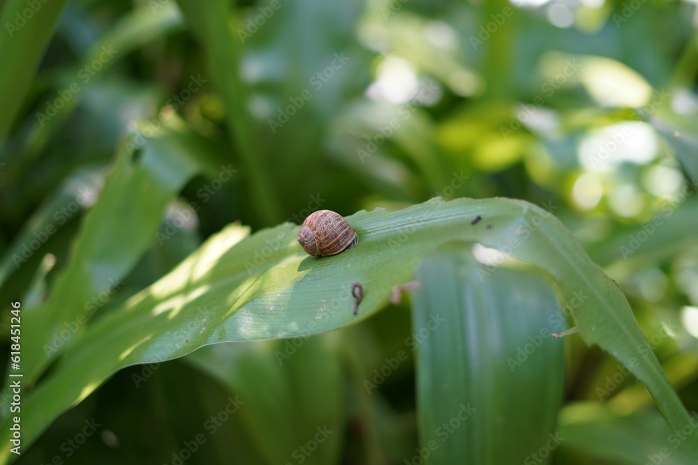 Closeup of a snail perched on a green leaf of a plant Closeup of a snail perched on a green leaf of a plant