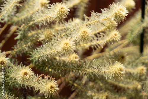 Closeup of swamp paperbark (Melaleuca ericifolia) plants