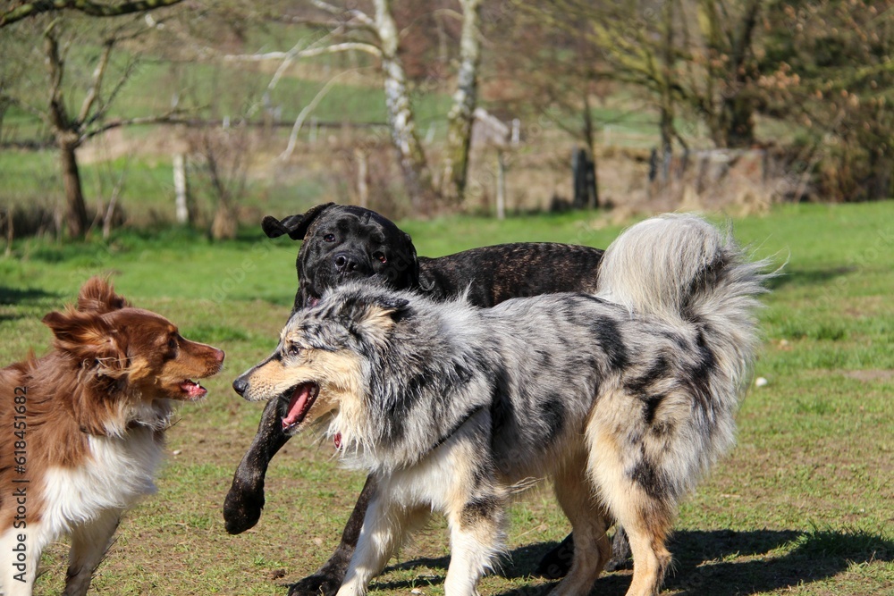 Happy dogs running through a lush green meadow, enjoying a sunny day Happy dogs running through a lush green meadow, enjoying a sunny day