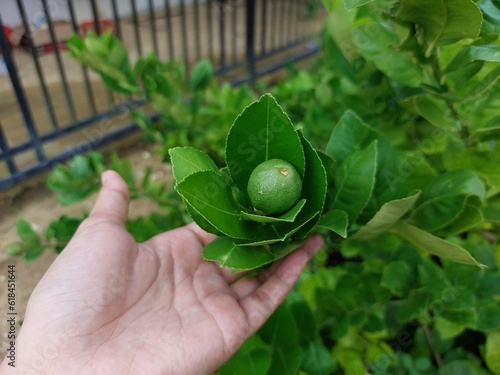 Hand holding green limes hanging on tree under the sunlight. Lime is a hybrid citrus fruit source of vitamin C