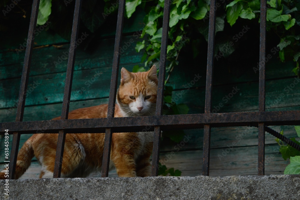Naklejka premium Inquisitive ginger tabby cat behind the metal bars of the railing