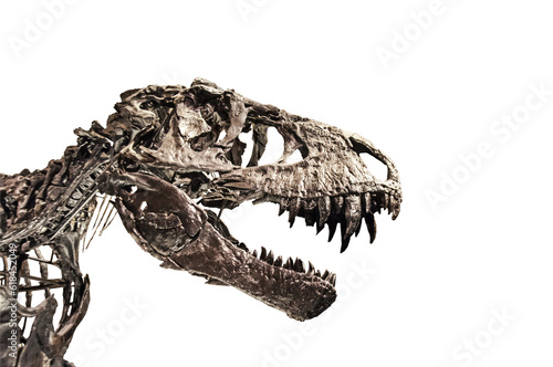 Tyrannosaurus T rex skeleton from Berlin museum isolated on white background © Elena