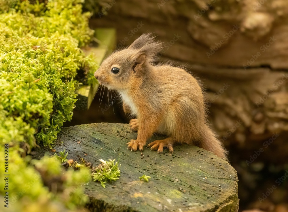 Cute and tiny baby Scottish red squirrel in the woodland looking for food Cute and tiny baby Scottish red squirrel in the woodland looking for food