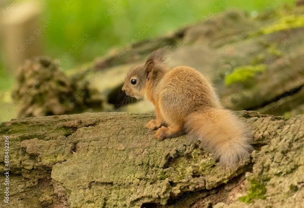 Cute and tiny baby Scottish red squirrel in the woodland looking for food Cute and tiny baby Scottish red squirrel in the woodland looking for food
