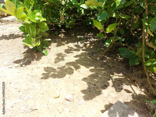 Green limes tree leaves under sunlight Lime tree is shrub and woodbine plant source of vitamin C