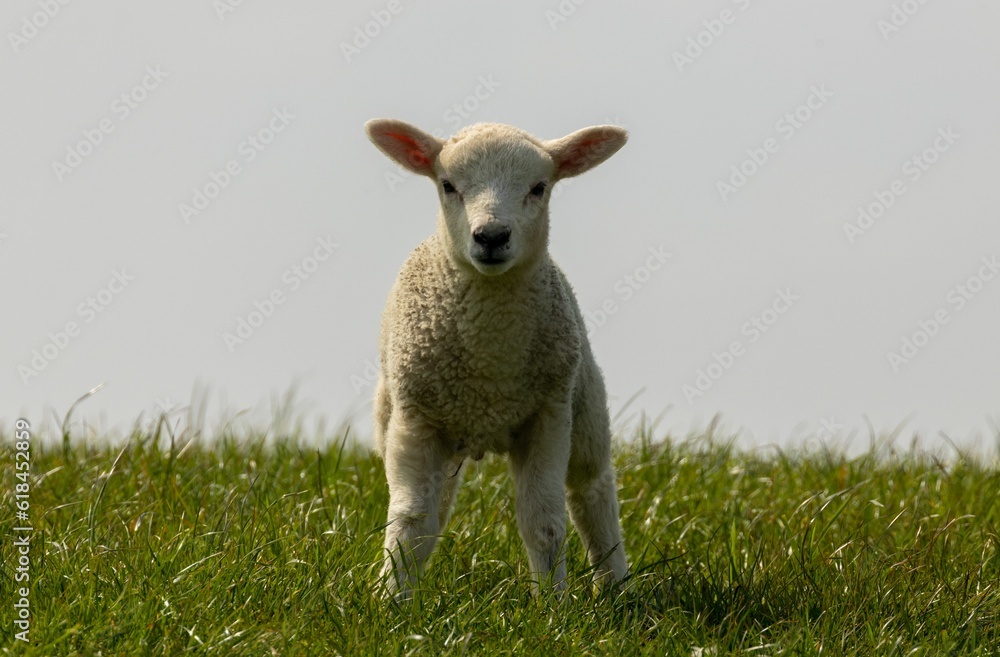 White woolly lamb stands in a lush green field against a bright springtime sky White woolly lamb stands in a lush green field against a bright springtime sky