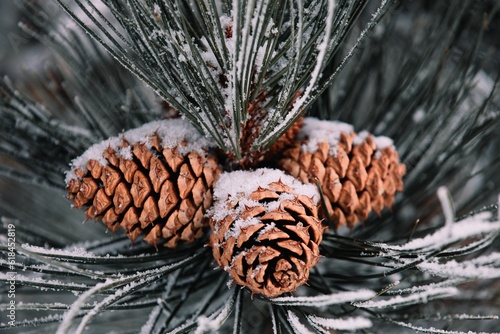 Closeup shot of an evergreen tree branch with snowy pinecones photo