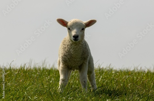 White woolly lamb stands in a lush green field against a bright springtime sky