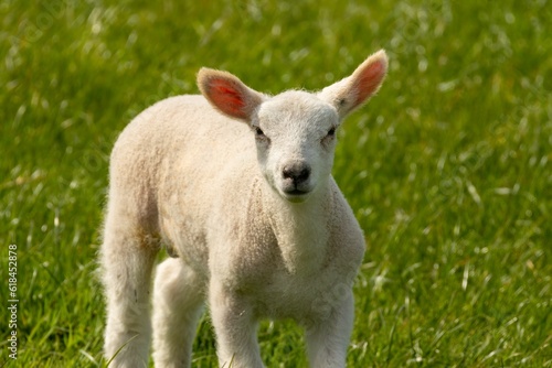 Cute fluffy white woolly lamb in the springtime in a beautiful green field