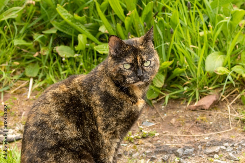 Domestic cat with beautiful green eyes in the garden Domestic cat with beautiful green eyes in the garden