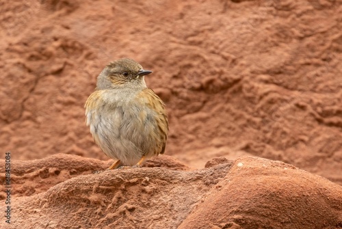 Newly fledged juvenile dunnock perched on red rock photo