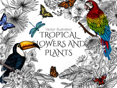 Vector illustration of a toucan and a macaw parrot in a tropical garden with butterflies in an engraving style. Anthurium, palm and banana leaves, liviston, plumeria, zantedeschia, monstera