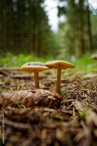 Close-up image of small mushrooms on the dry earth in a natural outdoor setting