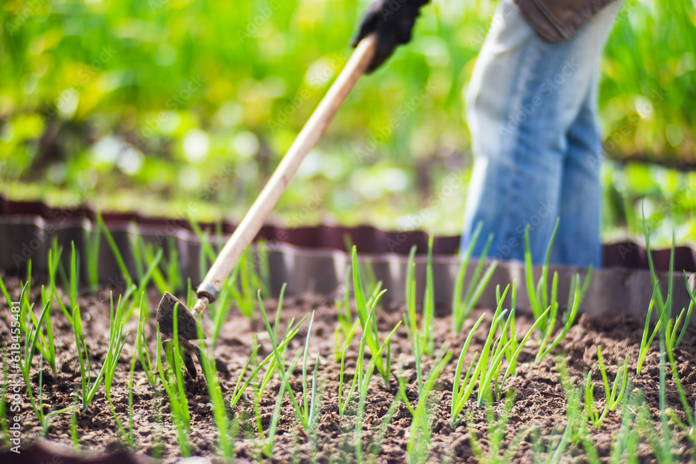 Weeding beds with agricultura plants growing in the garden. Weed control in the garden. Cultivated land close-up. Agricultural work on the plantation Weeding beds with agricultura plants growing in the garden. Weed control in the garden. Cultivated land close-up. Agricultural work on the plantation