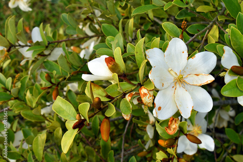 Magnolia laevifolia Summer Snowflake is an ornamental tree native to China photo