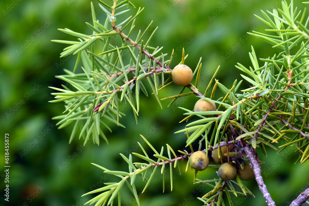 Obraz premium Detail of the leaves and fruits of the cade juniper (Juniperus oxycedrus).
