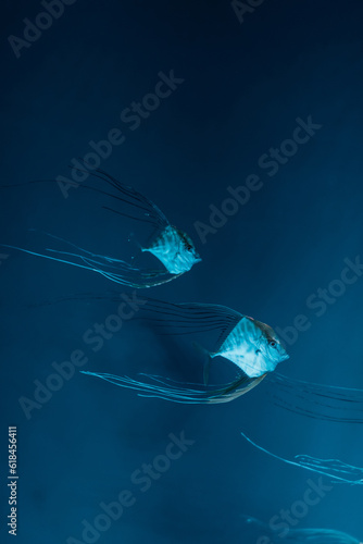 a group of Pompano Fish on aquarium photo