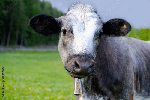 close-up grey calf with ridiculous muzzle look sadly aside, young cow against green grass pasture, nature, release of greenhouse gases into nature, rearing young cattle for meat and dairy products