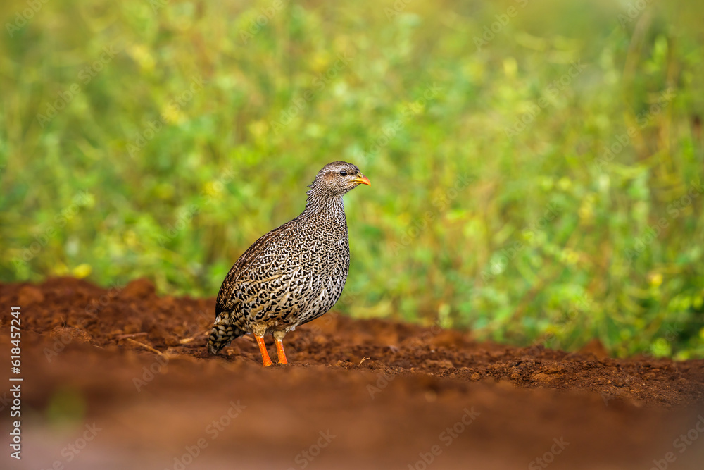 Natal francolin ground level at twilight in Kruger National park, South Africa ; Specie Pternistis natalensis family of Phasianidae Natal francolin ground level at twilight in Kruger National park, South Africa ; Specie Pternistis natalensis family of Phasianidae