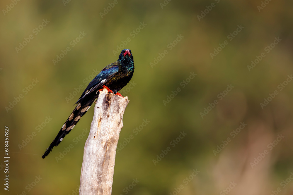 Obraz premium Green wood hoopoe standing on a branch isolated in natural background in Kruger National park, South Africa ; Specie &nbsp;Phoeniculus purpureus family of Phoeniculidae