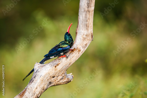 Green wood hoopoe standing on a branch isolated in natural background in Kruger National park, South Africa ; Specie  Phoeniculus purpureus family of Phoeniculidae