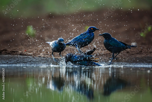 Cape Glossy Starling family taking bath in waterhole in Kruger National park, South Africa ; Specie Lamprotornis nitens family of Sturnidae