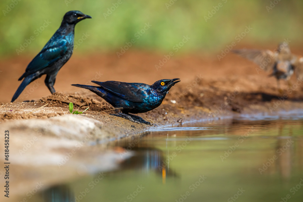 Cape Glossy Starling drinking at waterhole in Kruger National park, South Africa ; Specie Lamprotornis nitens family of Sturnidae Cape Glossy Starling drinking at waterhole in Kruger National park, South Africa ; Specie Lamprotornis nitens family of Sturnidae