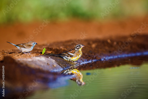 African Golden breasted Bunting and Blue breasted Cordonbleu at waterhole with reflection in Kruger National park, South Africa ; Specie Fringillaria flaviventris family of Emberizidae photo