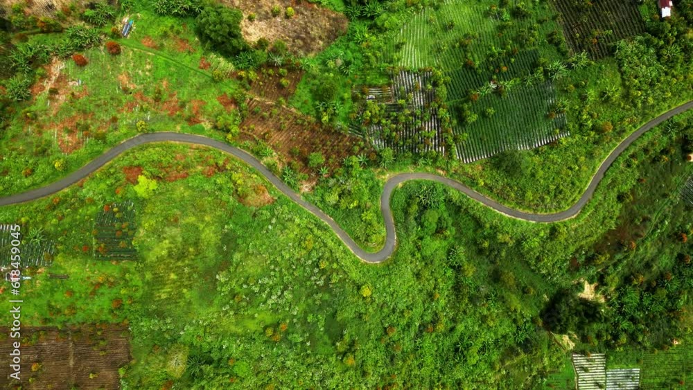 Aerial view asphalt road in the middle of the plantation
Aerial view asphalt road in the middle of the plantation