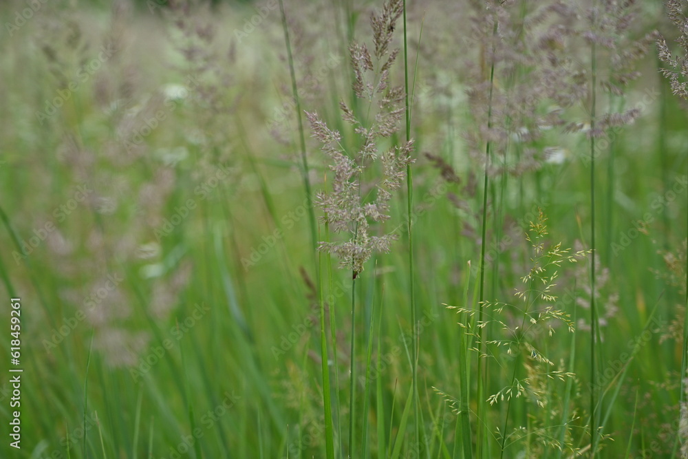 close-up photography of grass, green spikelets against the background of the meadow, meadow grass against the sky, bright green meadow