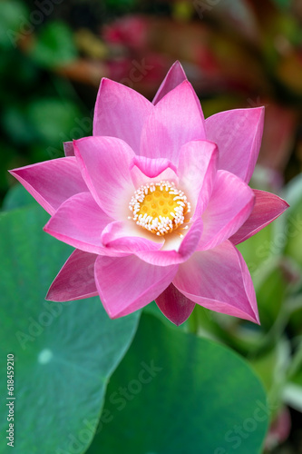 Pink lotus flower on a dwarf variety. Nelumbo nucifera 'Akari' growing in a water bowl in a garden in Tokyo