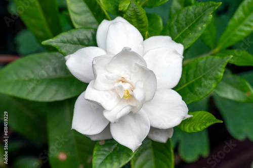 Sub tropical flowering scented Gardenia jasminoides, Cape Jasmine, plant with pure white flowers