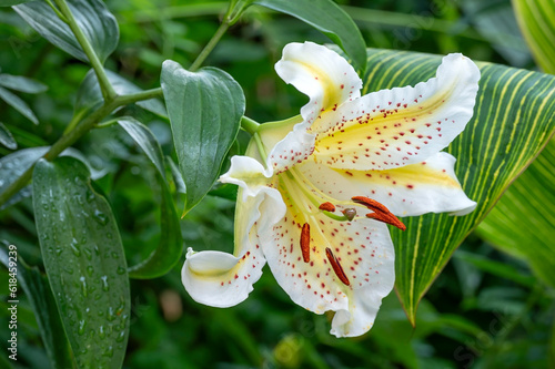 Lilium auratum, Golden-rayed lily, a species of lily native to Japan photo