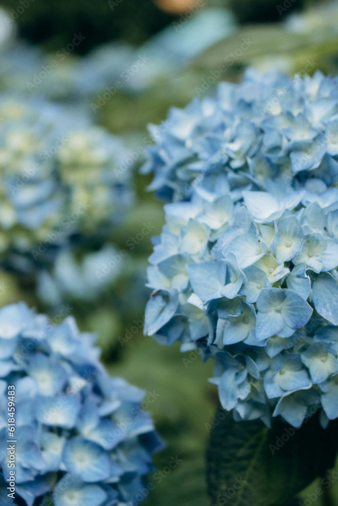 Blooming garden summer spring flowers Blooming garden summer spring flowers