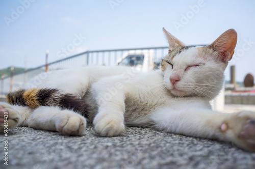 奥武島の島猫達