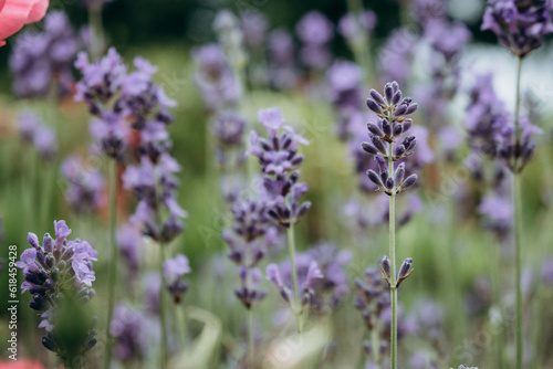 Purple lavender blossom summer field