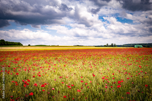 red poppies fields in Normandy  france