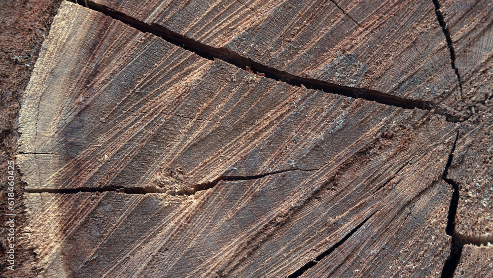 cut of a tree trunk, old wooden background in cracks cut of a tree trunk, old wooden background in cracks