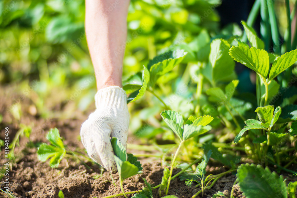 Fototapeta premium The farmer takes care of the plants in the vegetable garden on the farm. Gardening and plantation concept. Agricultural plants growing in garden beds