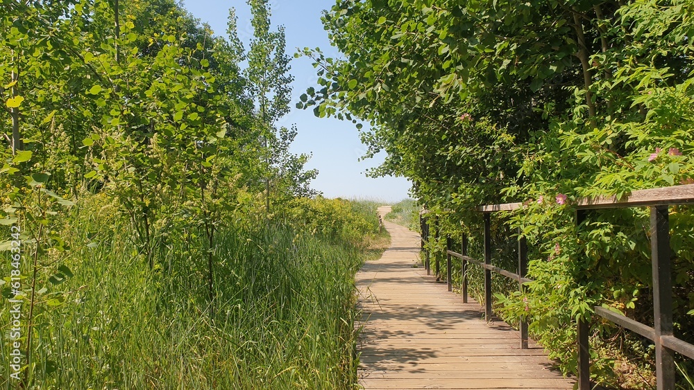 a trail of planks in the forest leading to the beach a trail of planks in the forest leading to the beach