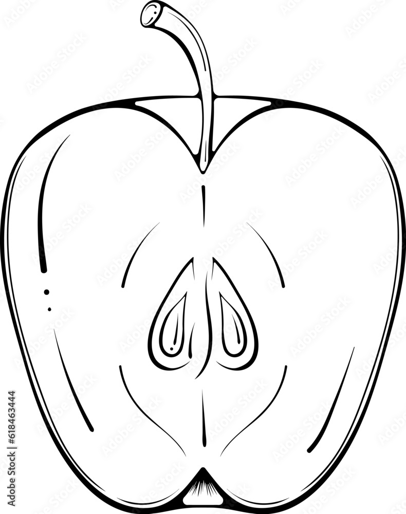 Half cut apple. Vector illustration in hand drawn sketch doodle style. Line art botanical natural ingredient for fresh juice isolated on white. Close up summer fruit. Coloring book page Half cut apple. Vector illustration in hand drawn sketch doodle style. Line art botanical natural ingredient for fresh juice isolated on white. Close up summer fruit. Coloring book page