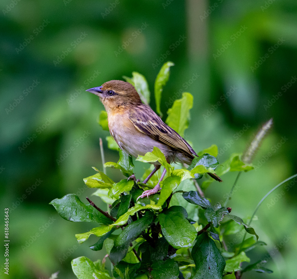 Passerine Passerine